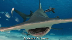 hammerhead shark by Vladimir Chubenko 